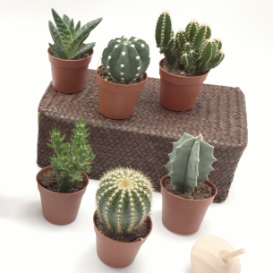 Pianta grassa piccola in vaso pvc h 5 cm idea bomboniera o decorazione wedding matrimonio art 08548