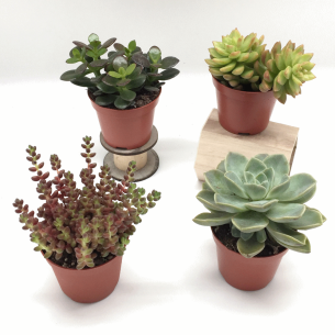 Pianta grassa grande in vaso pvc h 7 cm idea bomboniera o decorazione wedding matrimonio art 08549