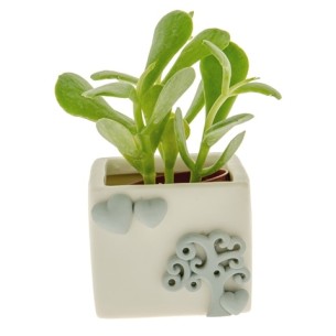 Bomboniera Porta Pianta quadrato in porcellana bianca e AVION con Albero della VITA 8 x h 6,5 cm  Art 02A087